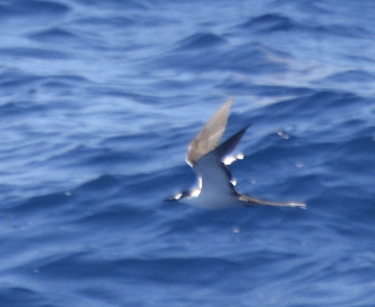 Sooty Tern - ML493823931