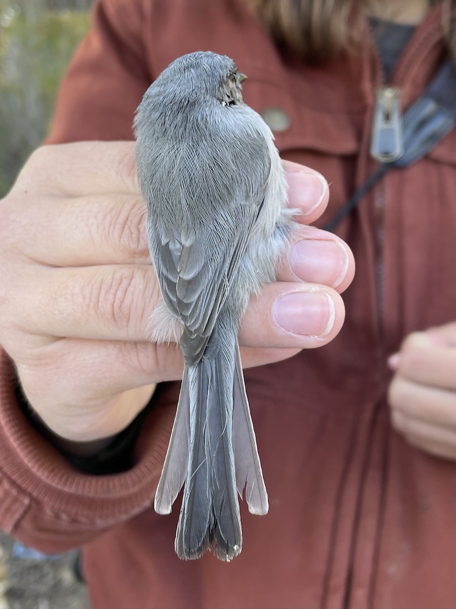 Bushtit - ML493824411