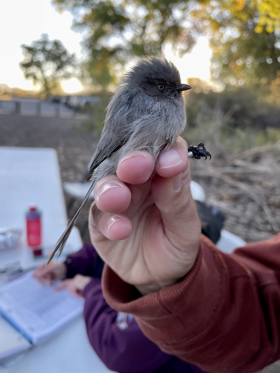 Bushtit - ML493824421