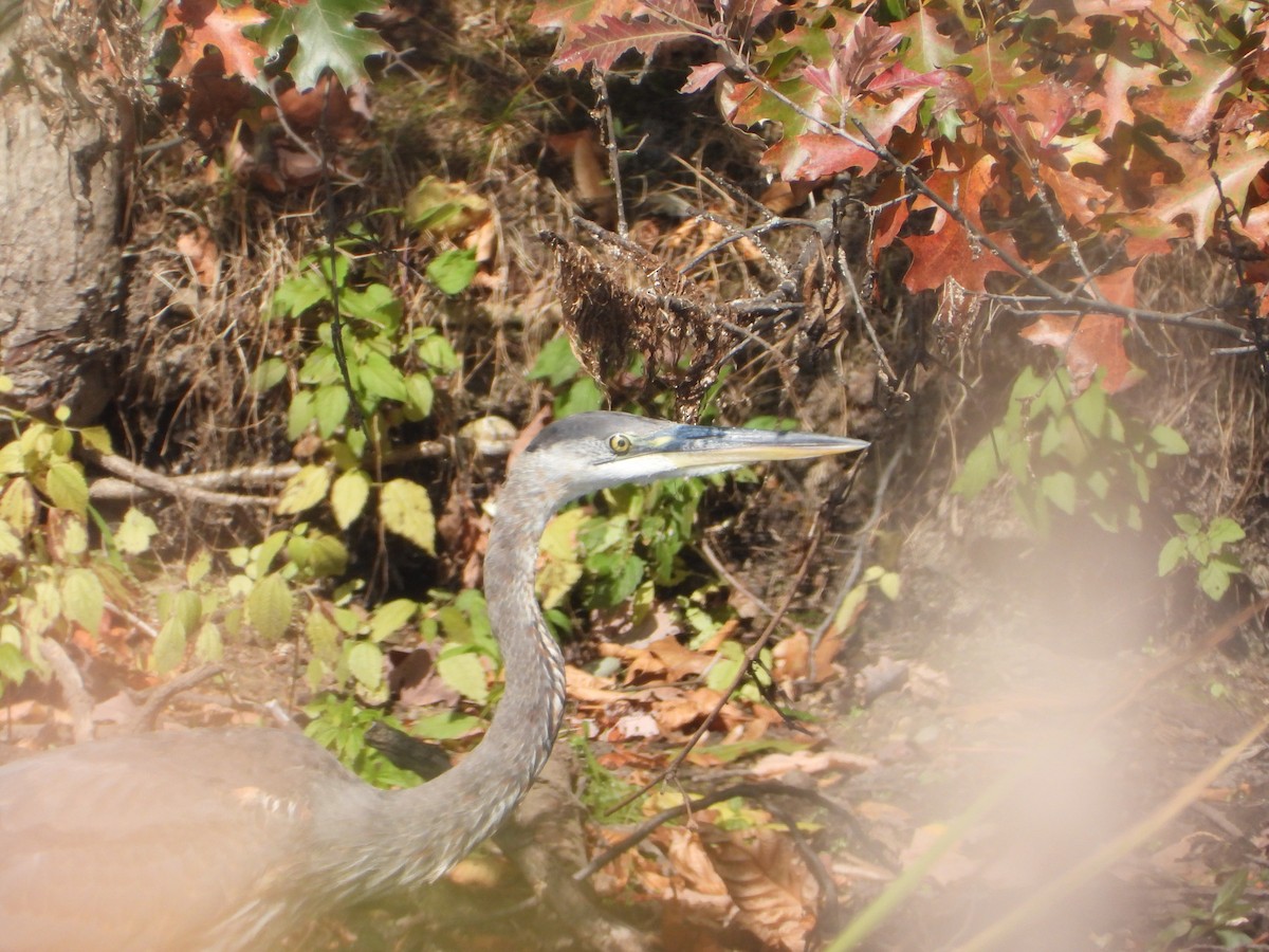 Great Blue Heron - ML493824741