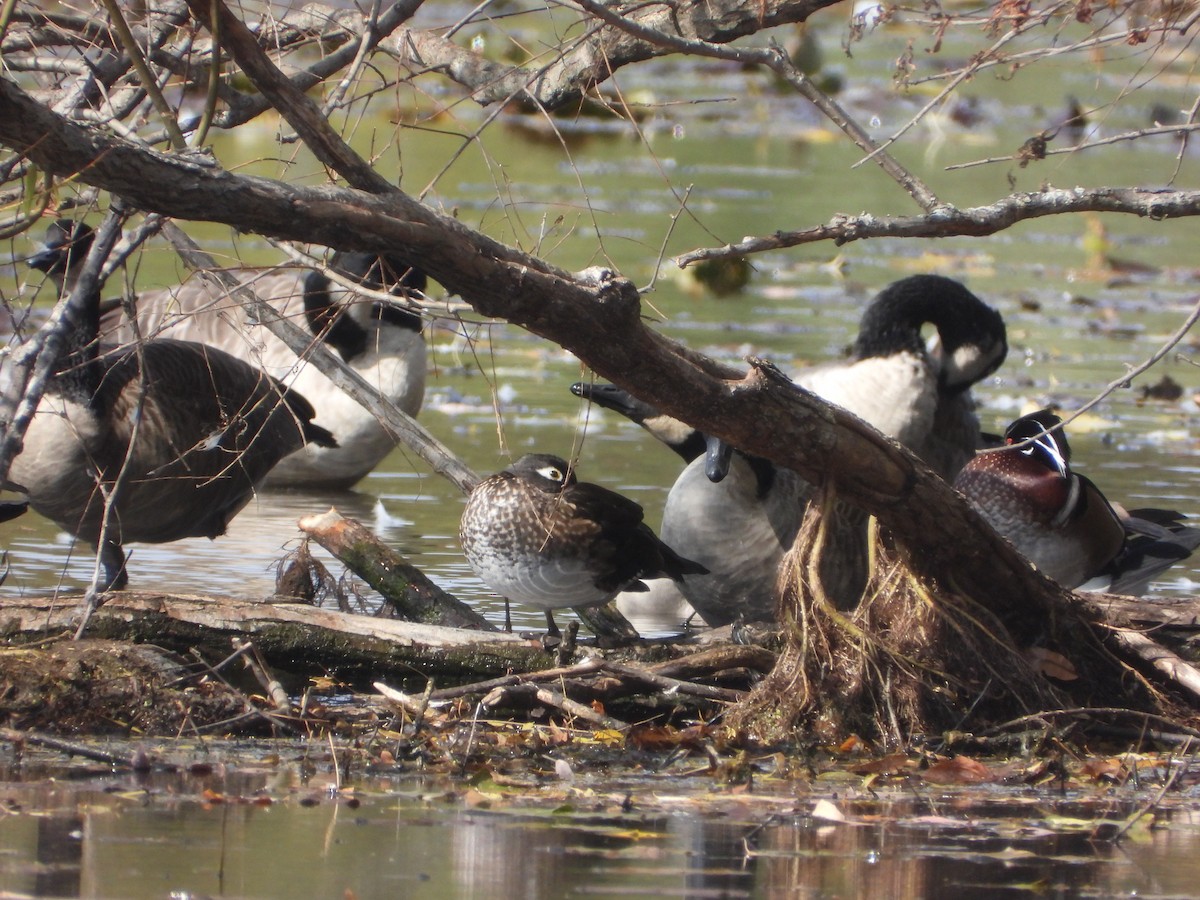 Wood Duck - ML493824821