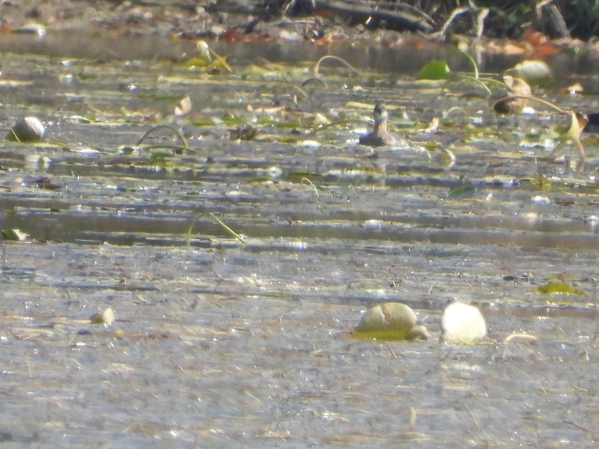 Horned Grebe - ML493824891