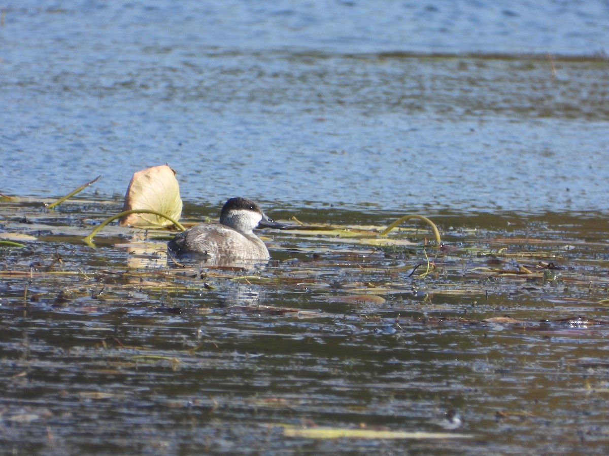 Ruddy Duck - ML493824971