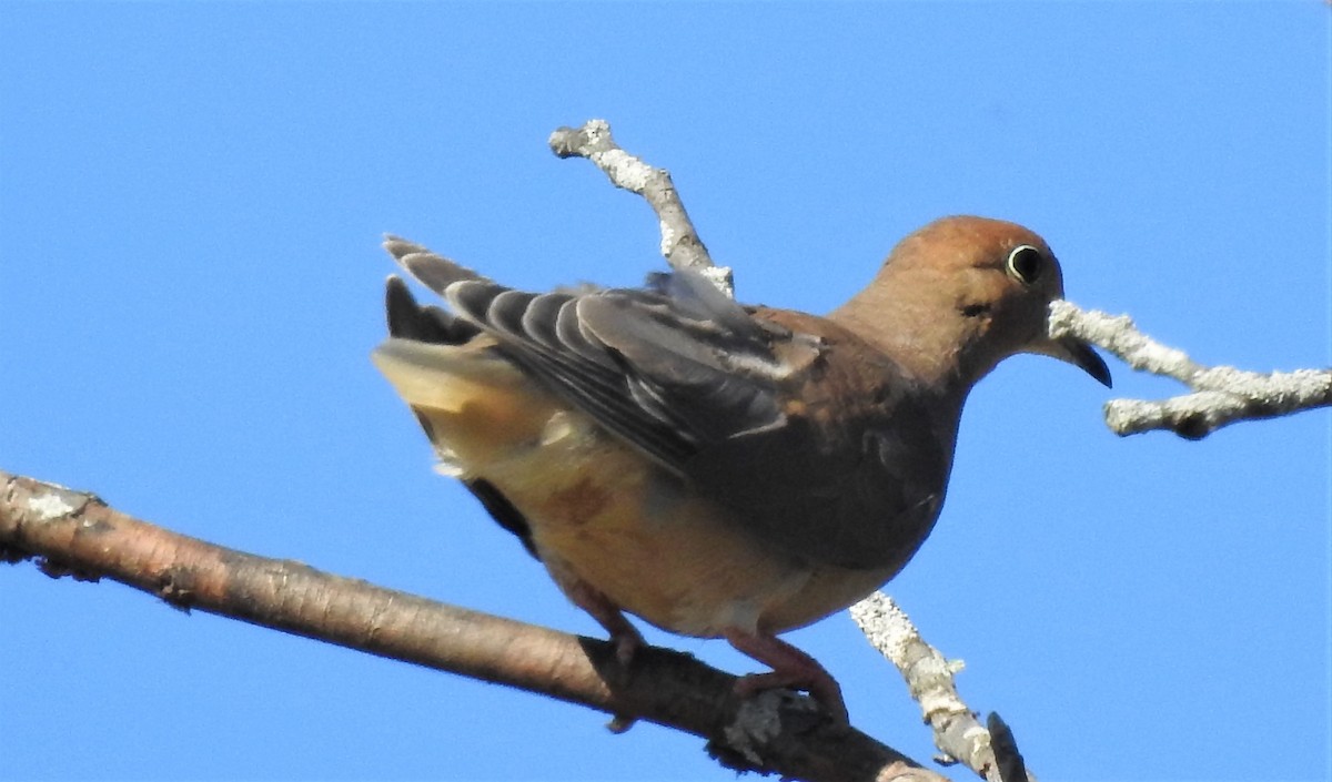 Mourning Dove - ML493825071