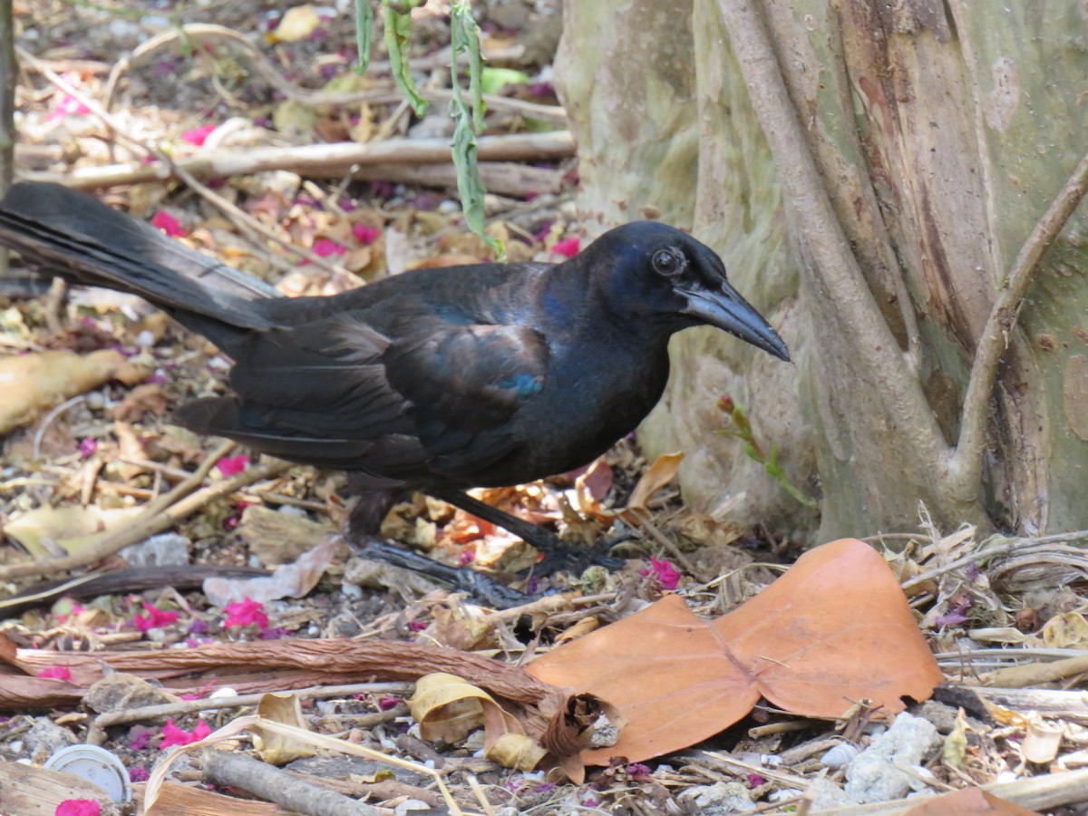 Boat-tailed Grackle - ML493825481