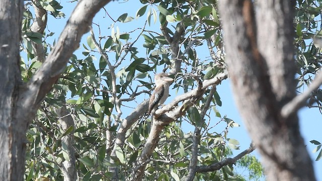 Blue-winged Kookaburra - ML493825601