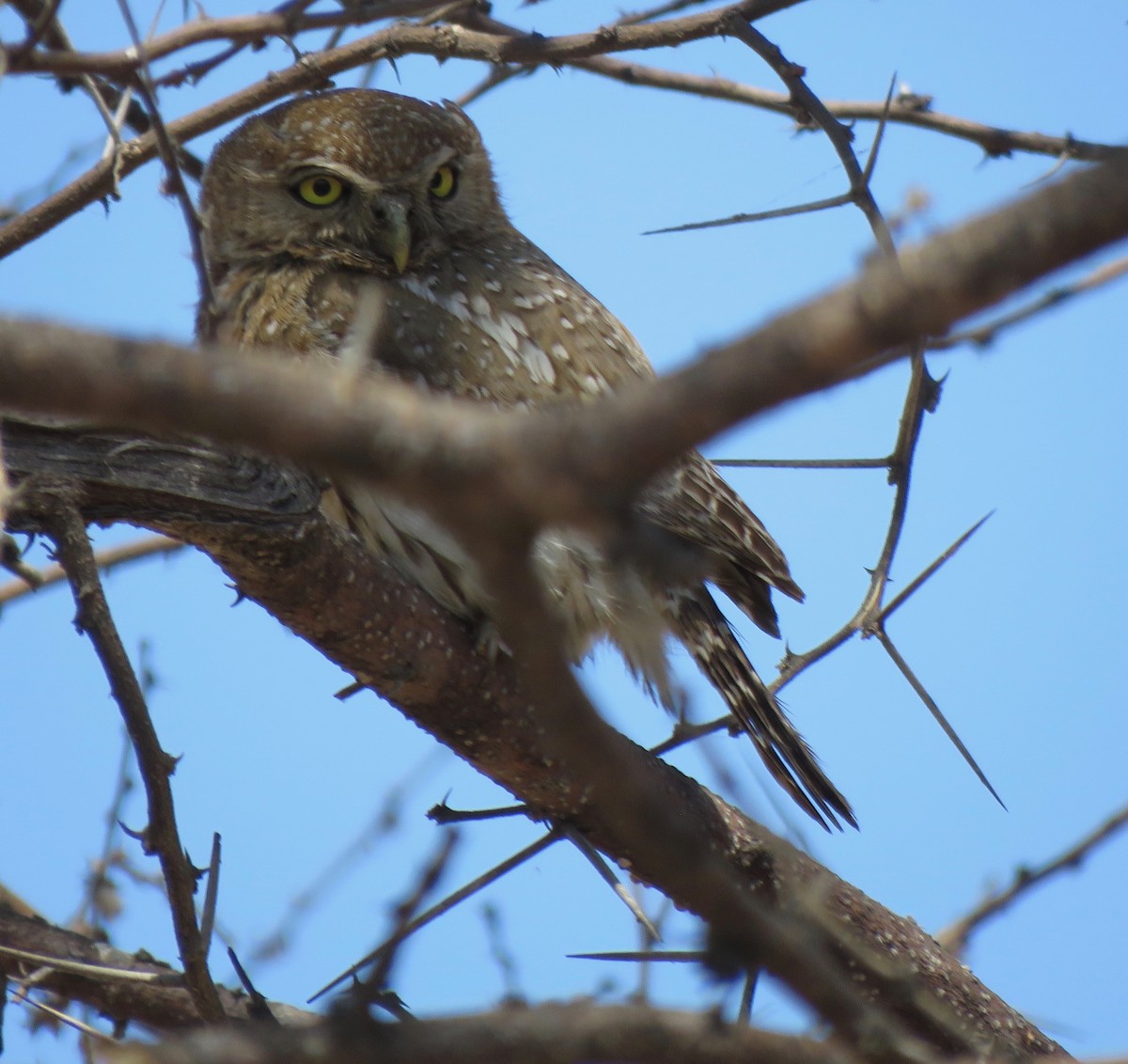 Pearl-spotted Owlet - ML493825751