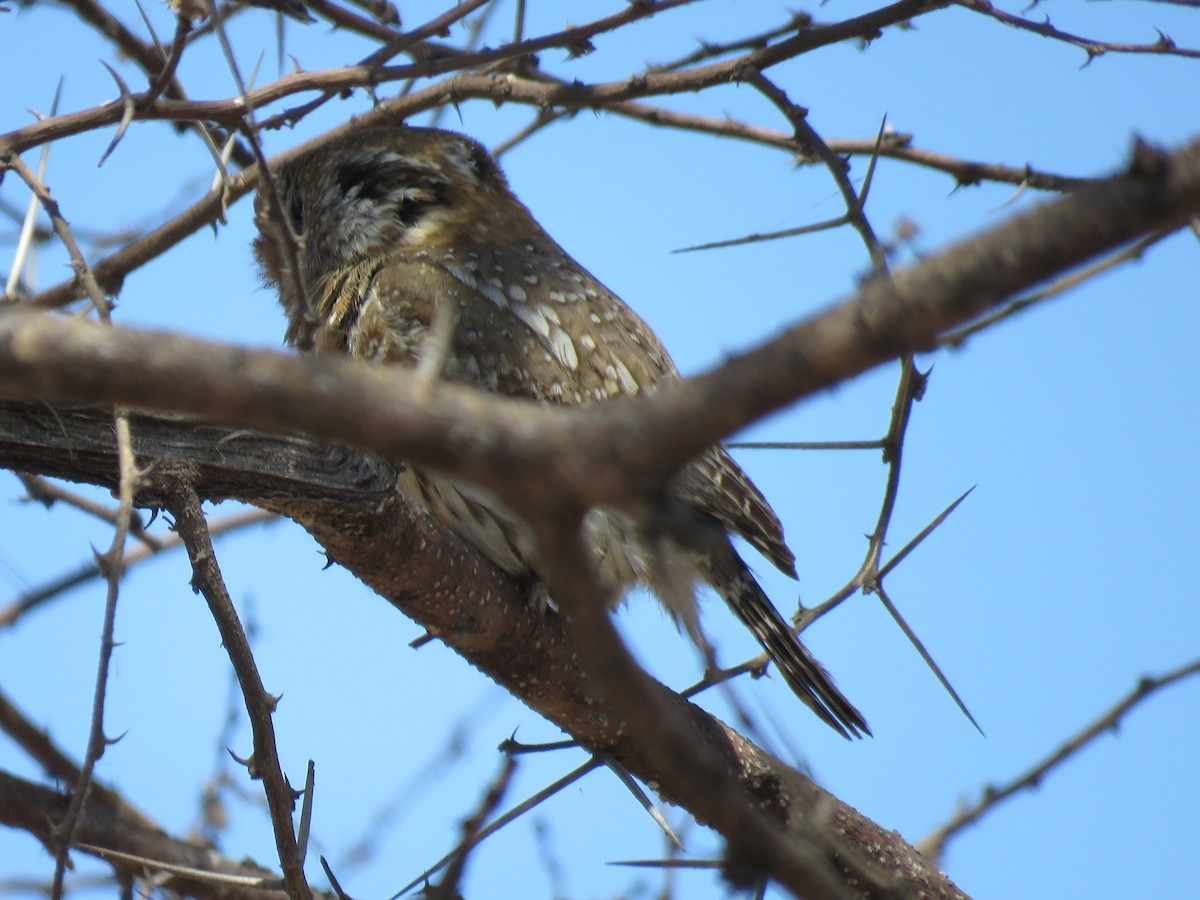 Pearl-spotted Owlet - ML493825761