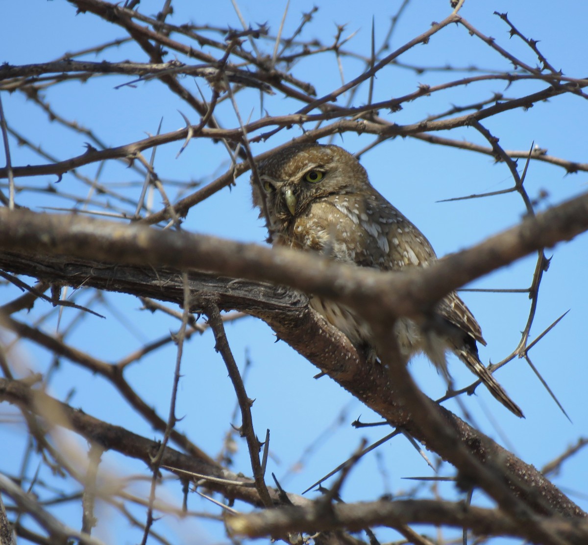 Pearl-spotted Owlet - ML493825771