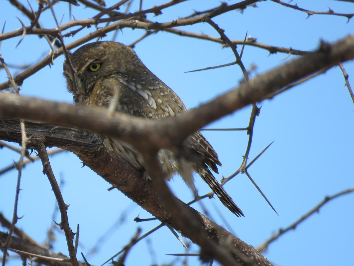 Pearl-spotted Owlet - ML493825781