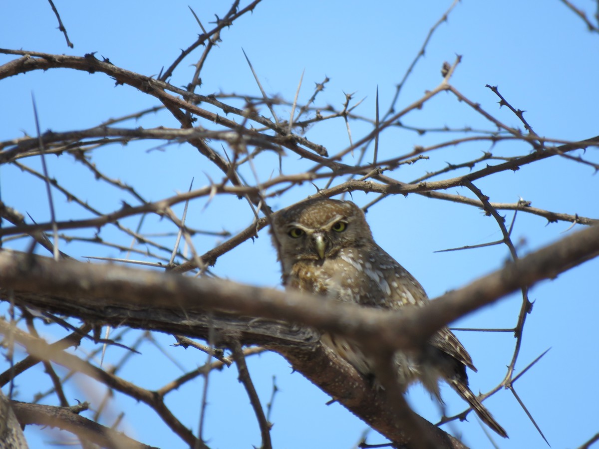 Pearl-spotted Owlet - ML493825791