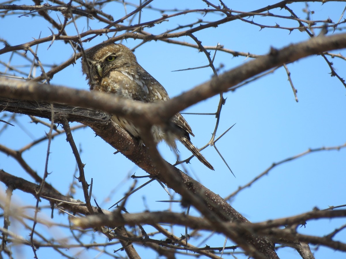 Pearl-spotted Owlet - ML493825801