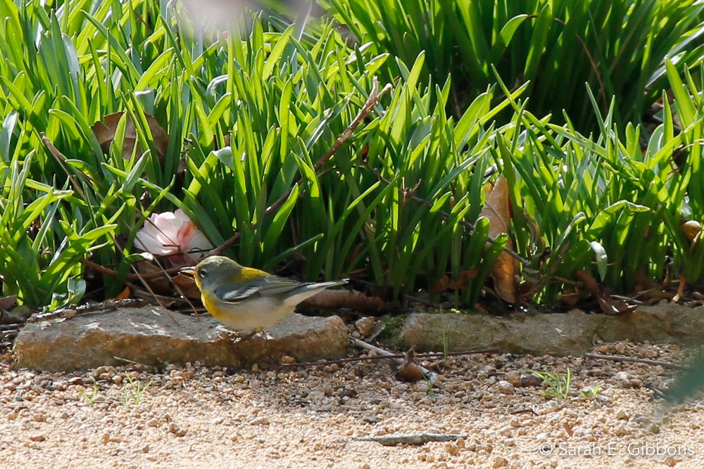 Northern Parula - Sarah Gibbons