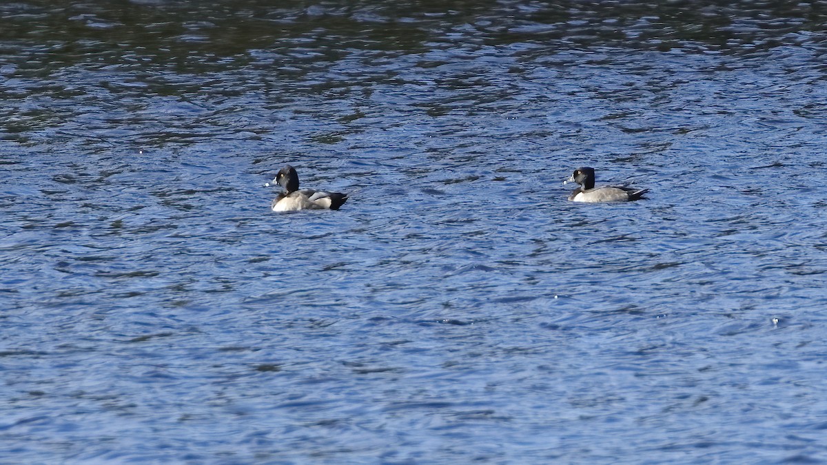 Ring-necked Duck - ML493827751