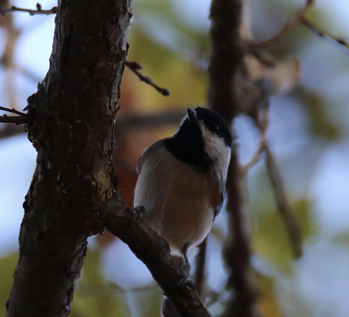 Carolina Chickadee - ML493827901