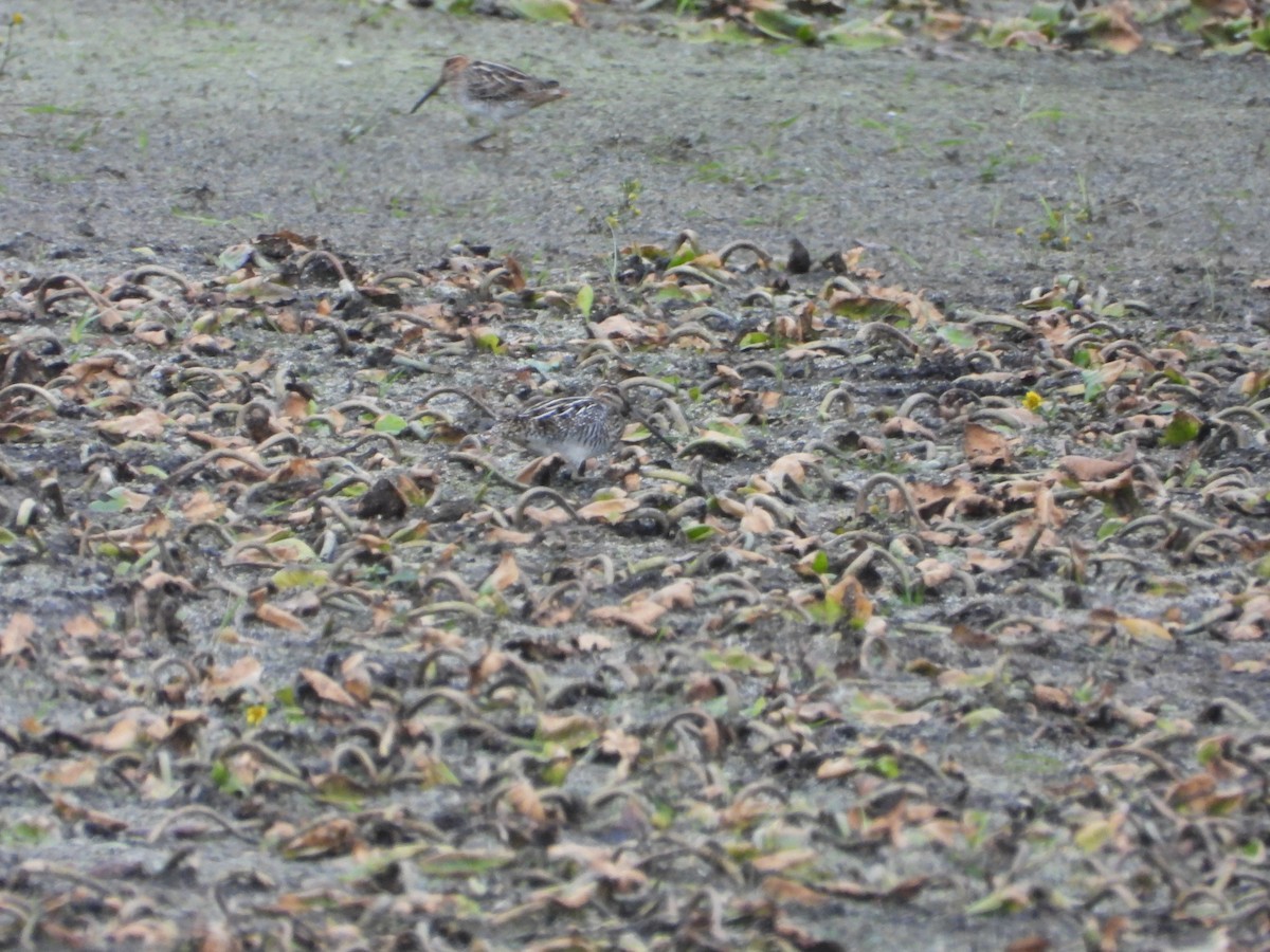 Wilson's Snipe - ML493828481