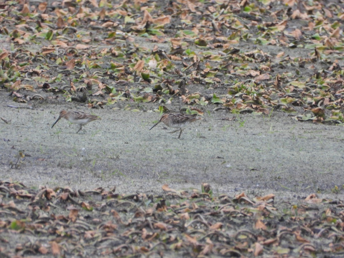 Wilson's Snipe - ML493828491