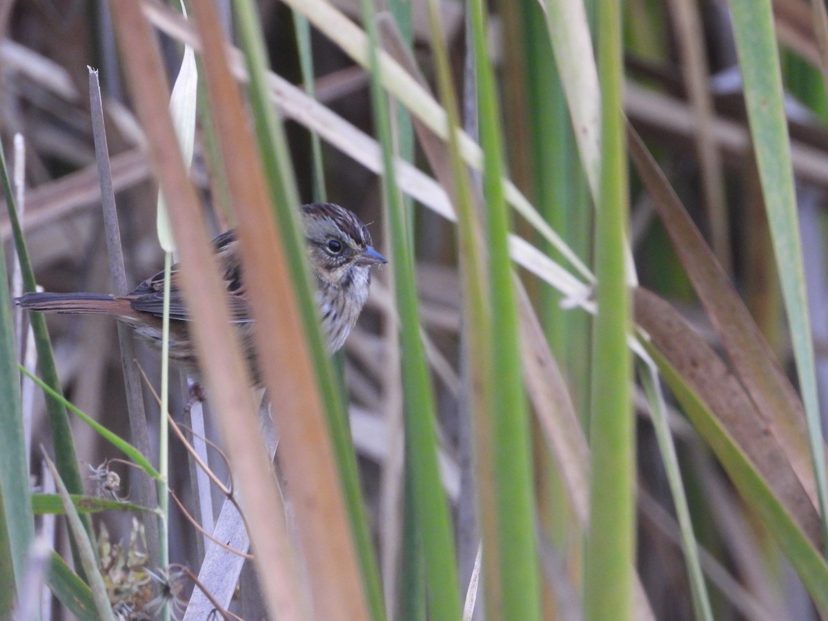 Song Sparrow - ML493828591