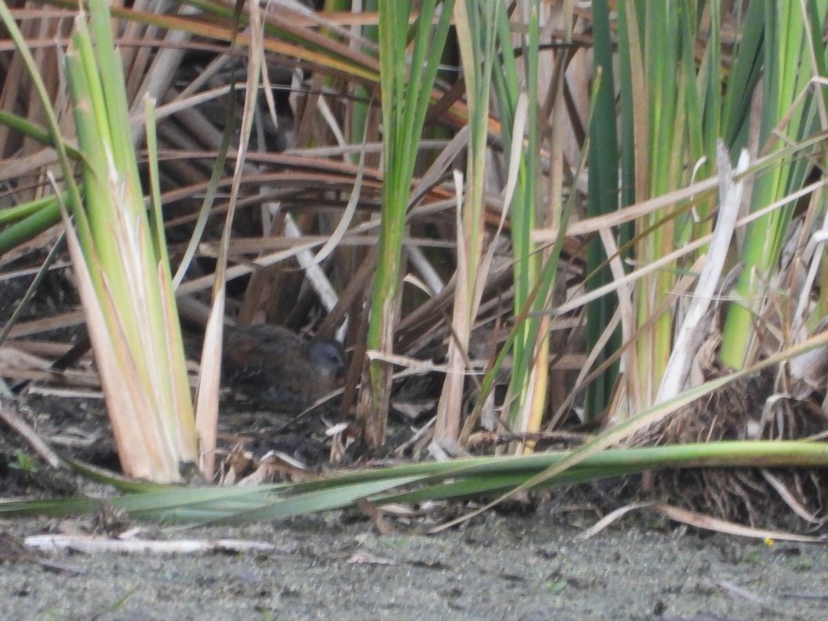 Virginia Rail - ML493828621