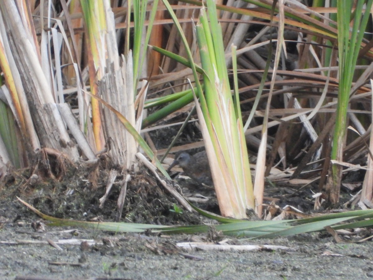 Virginia Rail - ML493828631