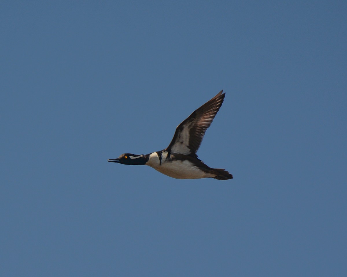 Hooded Merganser - Keith McCullough