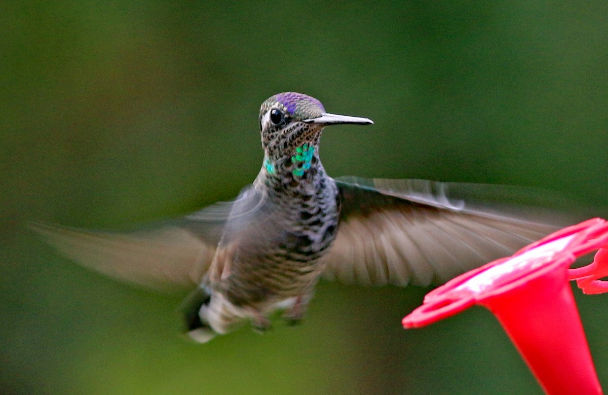 Rivoli's Hummingbird - ML493829371