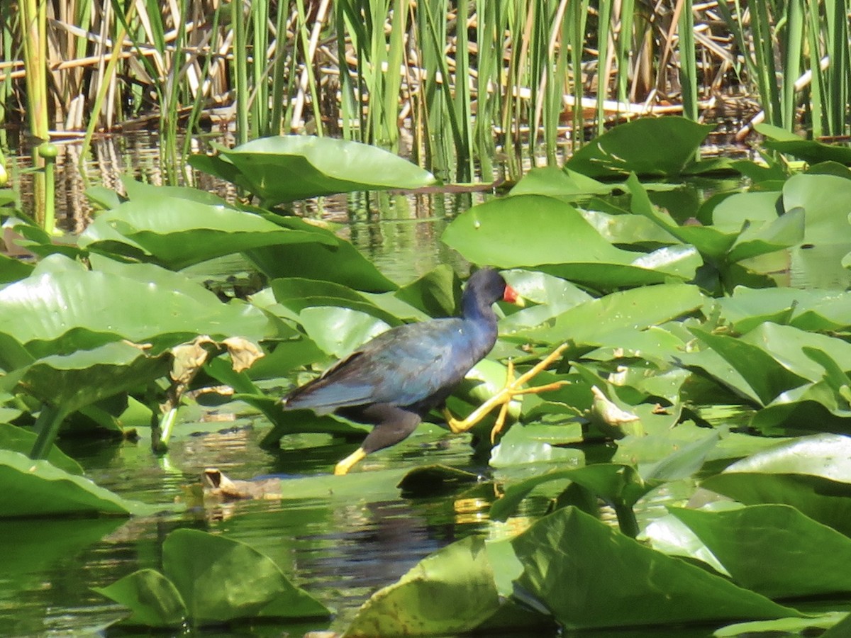 Purple Gallinule - ML493830491