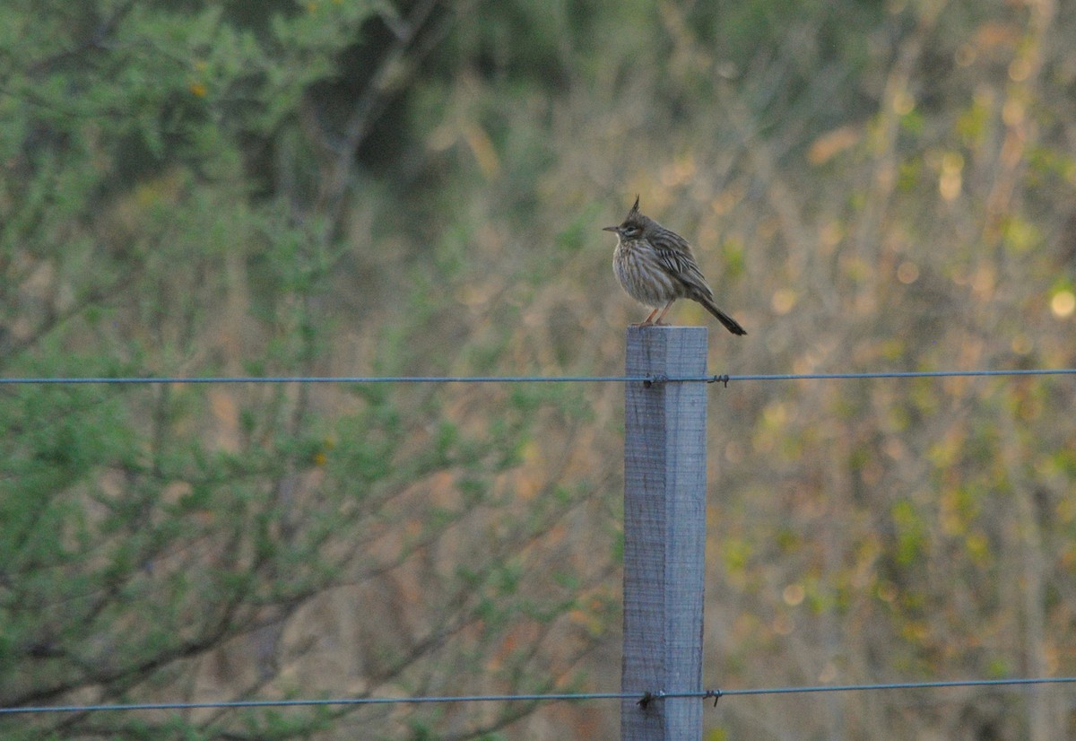 Lark-like Brushrunner - ML493832131