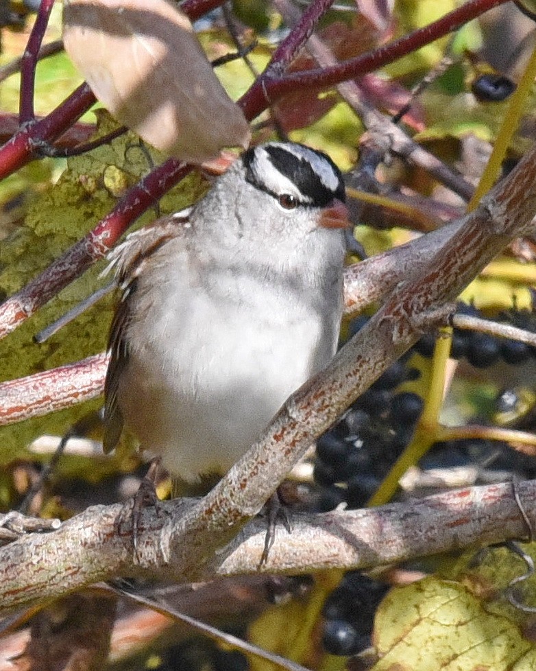 Bruant à couronne blanche - ML493833541