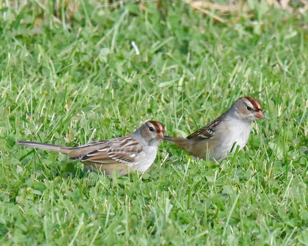 Bruant à couronne blanche - ML493833571