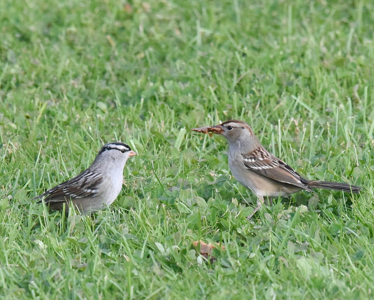 White-crowned Sparrow - Barb and Lynn
