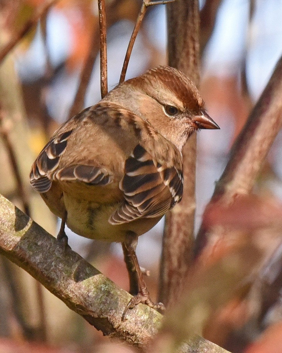 White-crowned Sparrow - ML493833661