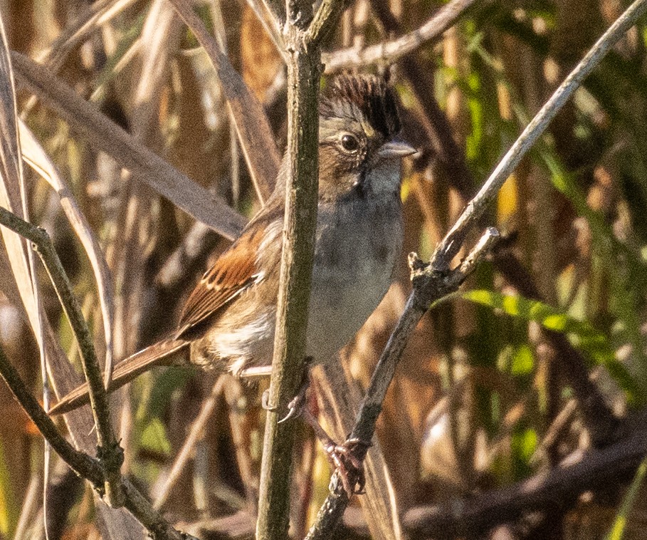Swamp Sparrow - ML493834931