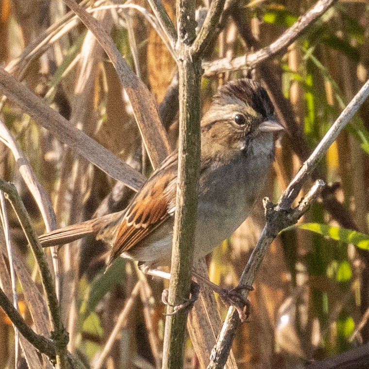Swamp Sparrow - ML493834951