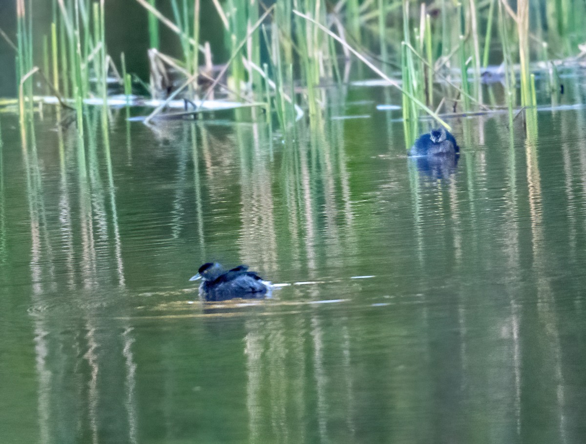 Least Grebe - ML493835551