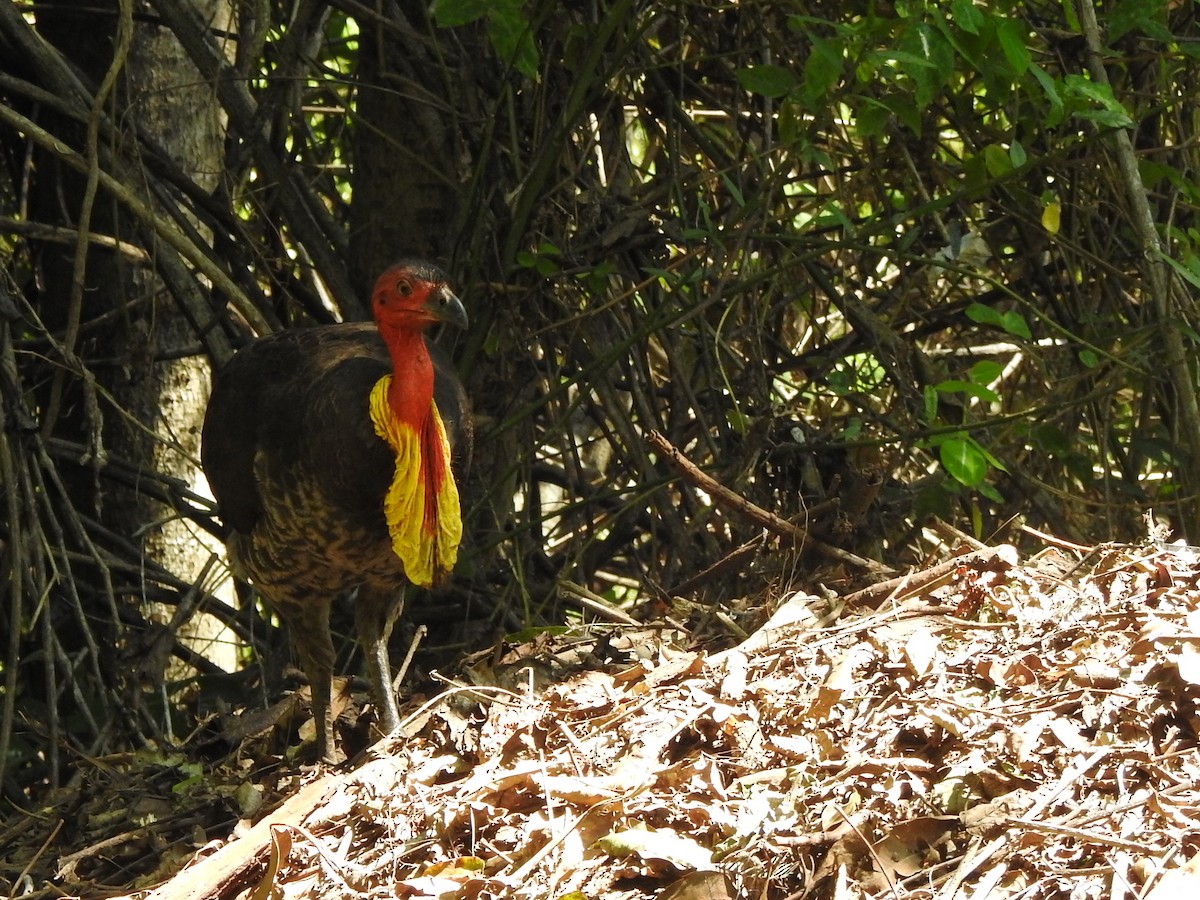 Australian Brushturkey - ML493836851