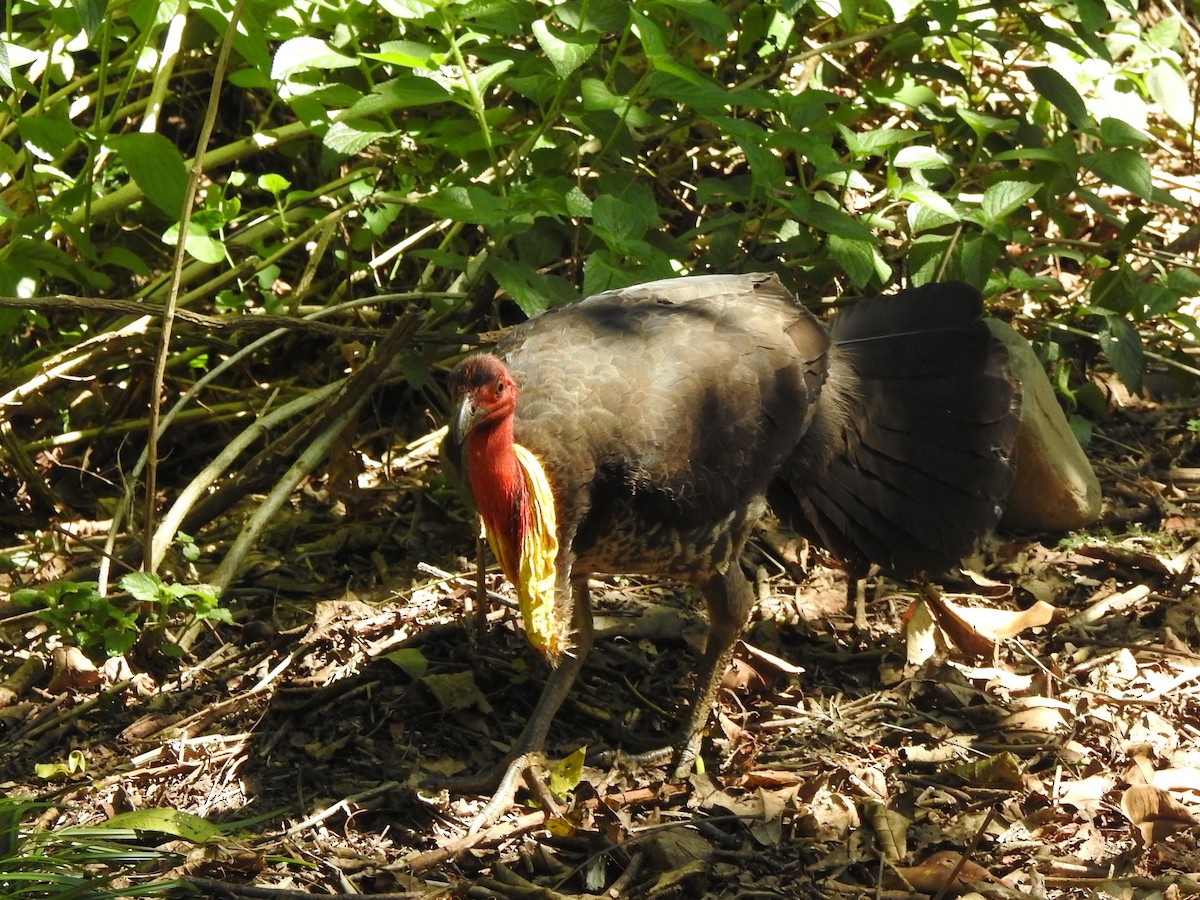 Australian Brushturkey - ML493836871