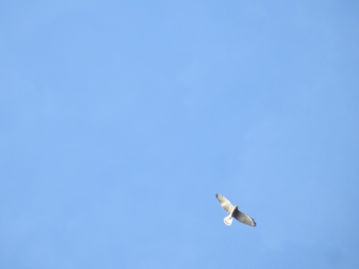 Gray-faced Buzzard - ML493837581