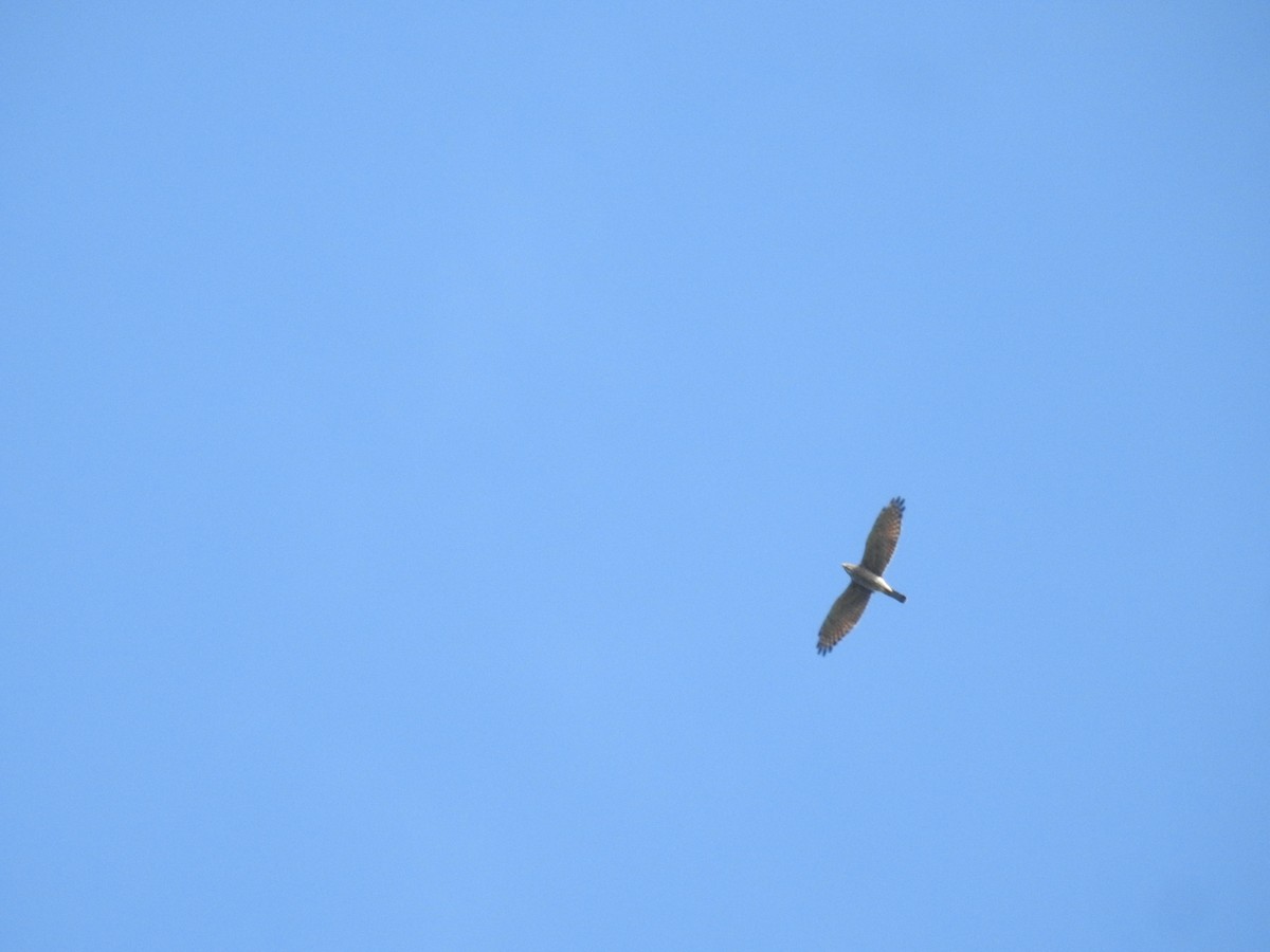 Gray-faced Buzzard - ML493837601