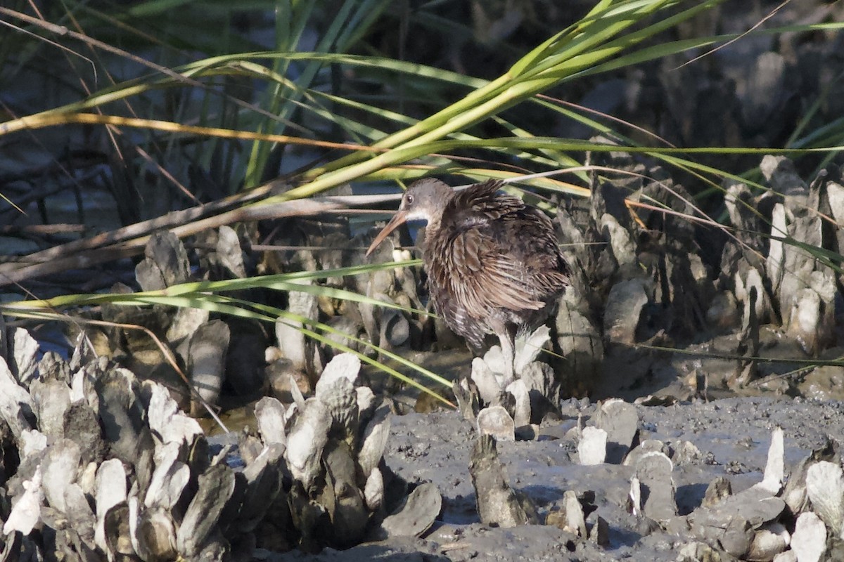 Clapper Rail - ML493842941