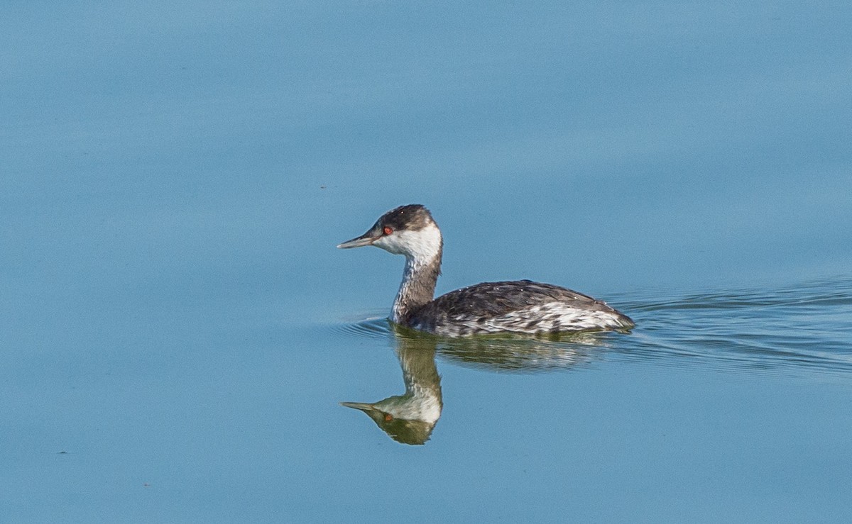 Horned Grebe - ML493843621