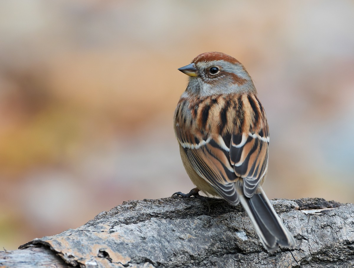 American Tree Sparrow - ML493844161
