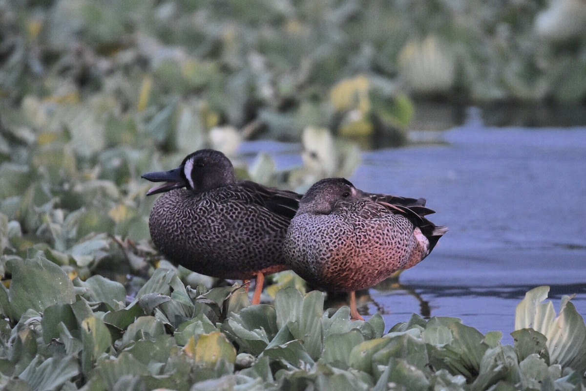 Blue-winged Teal - ML49384461