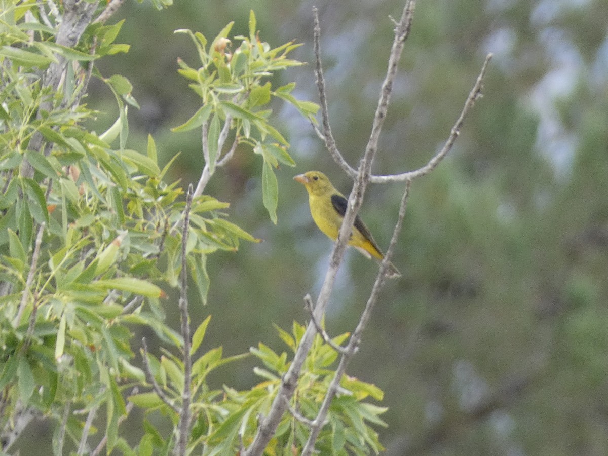 Scarlet Tanager - ML493845121