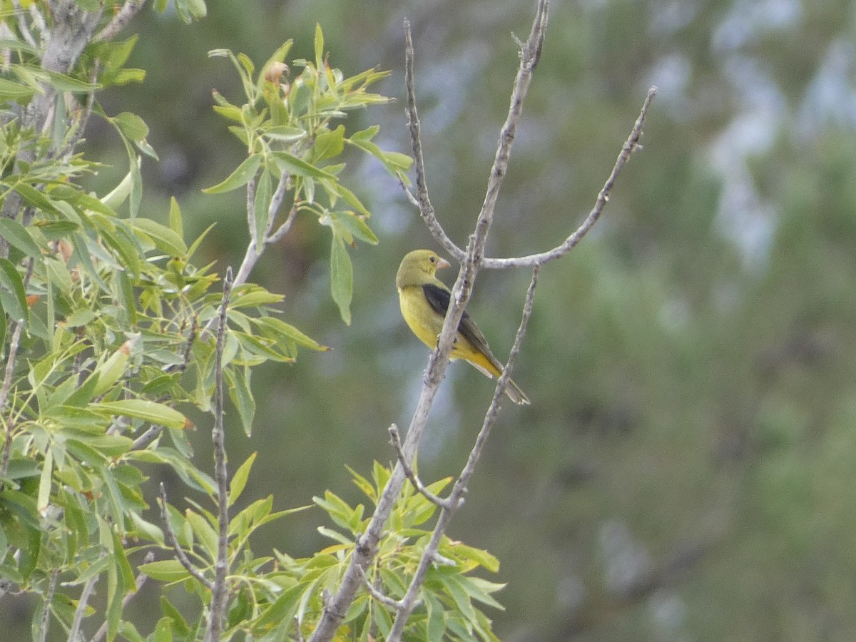 Scarlet Tanager - ML493845131
