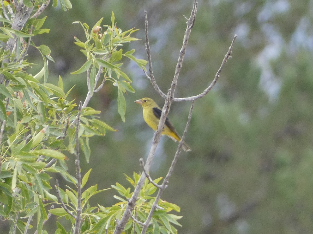 Scarlet Tanager - ML493845141