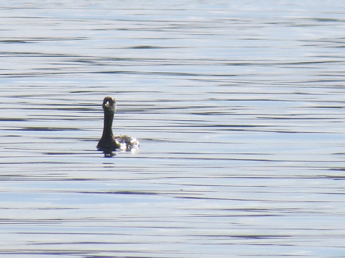 Red-necked Grebe - Denis Collins