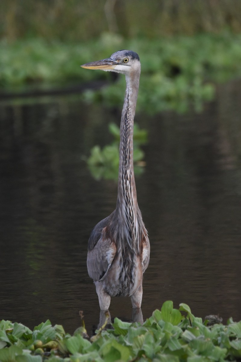 Great Blue Heron - ML49384551