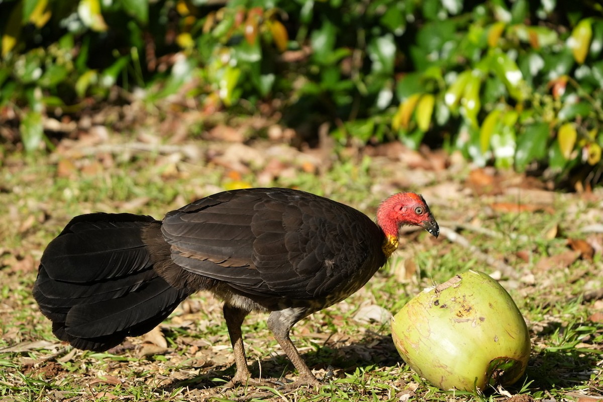Australian Brushturkey - ML493846091