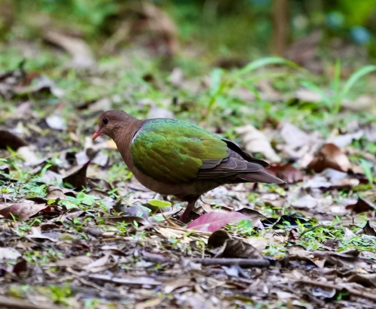 Pacific Emerald Dove - ML493846201